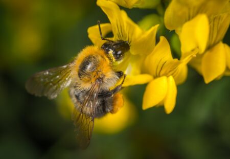 Varroa İlacı